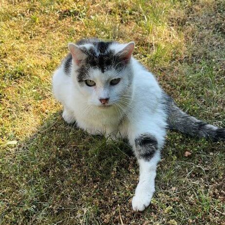 Micky der Stubentiger im Freien Weiße Katze mit grauen und schwarzen Flecken sitzt auf grünem Gras im Freien, blickt direkt in die Kamera, Haustier, Tierfotografie.