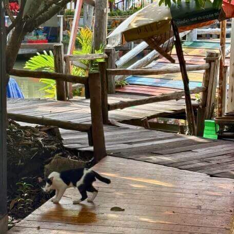 Katze auf einem Holzsteg im Pattaya Floating Market