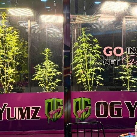 Cannabispflanzen hinter Glas in einem Growshop in Pattaya