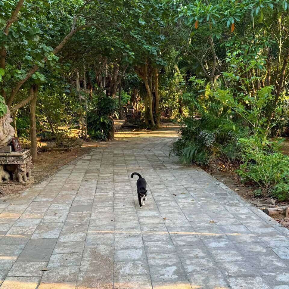 Katze auf dem Gelände des Sanctuary of Truth Katze auf einem Weg durch die grüne Anlage des Sanctuary of Truth in Pattaya